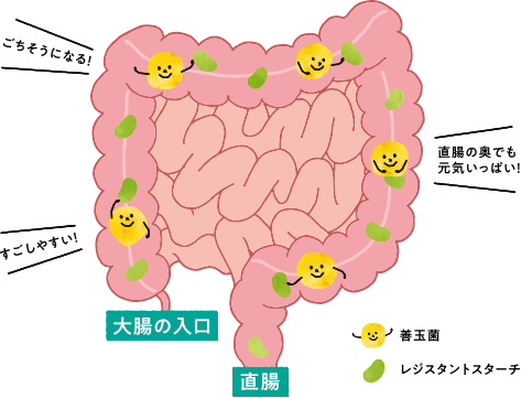 大腸・直腸での善玉菌、レジスタントスターチの働きの図